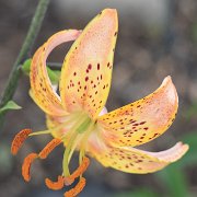 Guinea Gold - floret